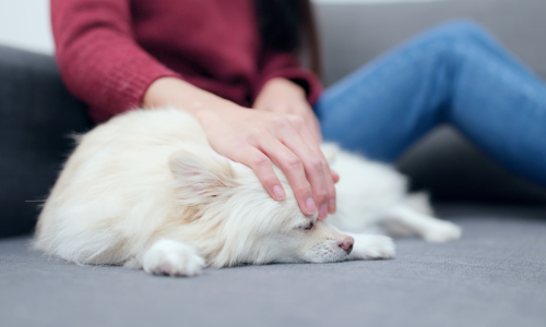 ペット・セラピー