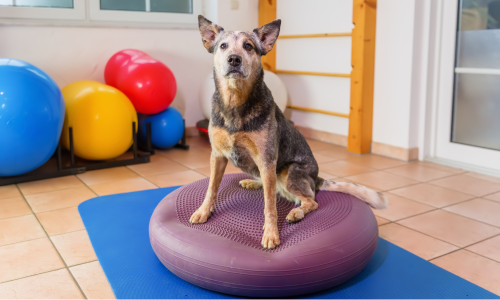 ファンクショナル・フィットネス