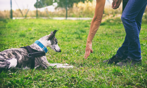 トレーニング・コーチング